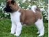 PoulaTo: American Akita puppy